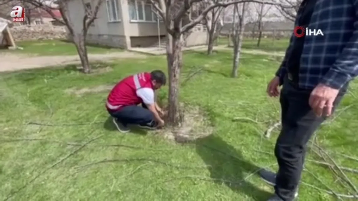 Van’da meyve ağaçları için budama eğitimi