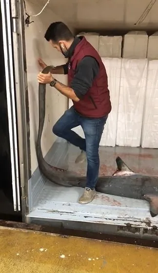 marmarada-4-metre-uzunlugunda-kopek-baligi-yakalandi-1631609361434.jpg Marmara’da 4 metre uzunluğunda köpek balığı yakalandı - 1