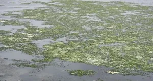 1 yıldır aynı görüntü: Deniz marulları hiç yok olmadı