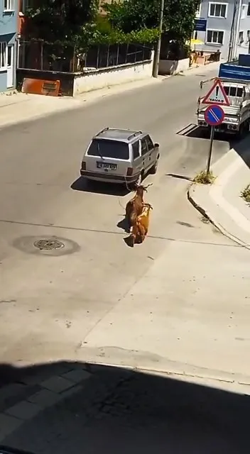 bursada-kecilere-eziyet-kamerada-araca-baglayip-kilometrelerce-kosturdu-1654598774734.jpg Bursa’da keçilere eziyet kamerada! Araca bağlayıp kilometrelerce koşturdu - 3