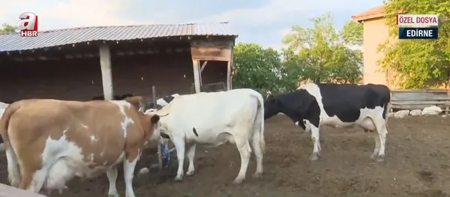 fox-tvnin-sut-hayvanciligi-algisi-curutuldu-sur-ureticileri-fox-tvye-tepki-gosterdi-1653997631920.jpg FOX TV’nin süt hayvancılığı algısı çürütüldü! Sür üreticileri FOX TV’ye tepki gösterdi - 6