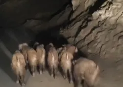 Başkale'de domuz sürüsü görüntülendi