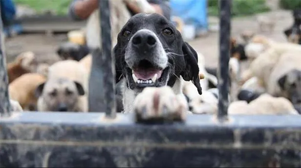 Hayvan hakları yasasında neler var? Yeni Hayvan Hakları yasası neleri kapsıyor, cezaları ne? İşte maddeleri...