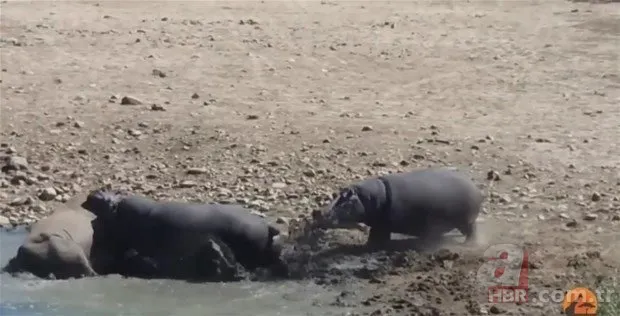 Hayvanlar dünyasından inanılmaz anlar 15