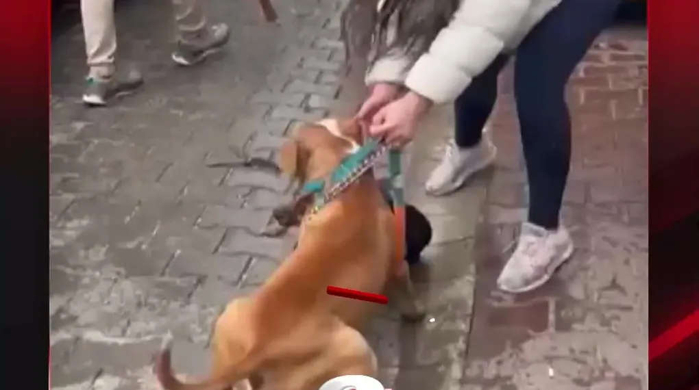 PİTBULL YİNE DEHŞET SAÇTI!