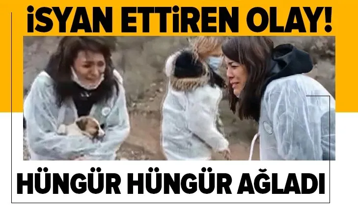 Ankara’da sokak köpekleri ölüme terk edildi! Hayvanseverler gözyaşlarına boğuldu