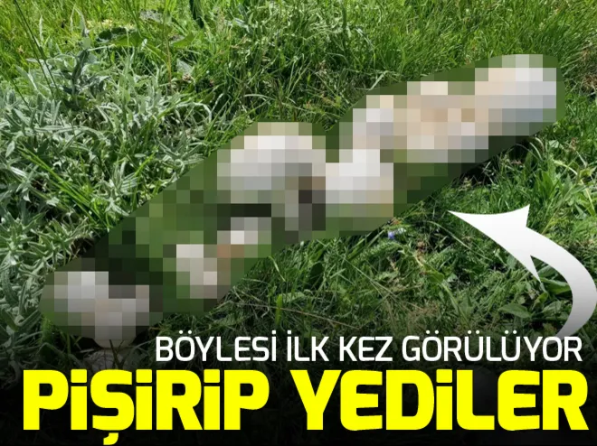 Gümüşhanede dev kızıl mantarlar