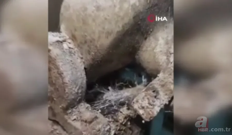 Çöplük değil pideci! Miden bulandıran görüntü sonrası harekete geçildi 2