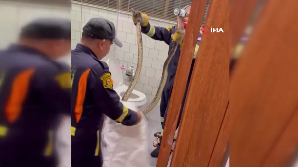 Tuvaletten dev piton çıktı