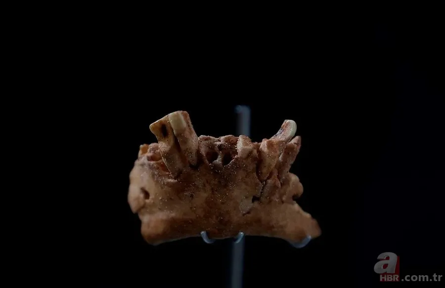 Dünya tarihini değiştirecek keşif! 1,4 milyon yaşında 21