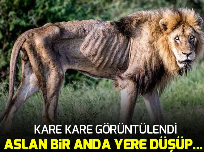 Aslanın son dakikaları