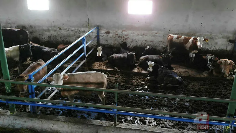 Diyanet takvimi: Kurban Bayramı tarihi ne zaman? 2021 Kurban Bayramı ayın kaçında, hangi günler? 7