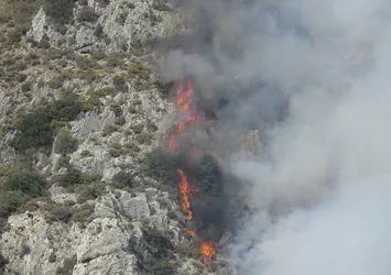 Milas'ta orman yangını