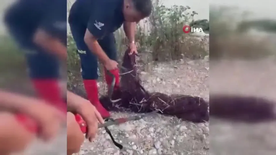 Balık ağına takılan yılan böyle kurtarıldı