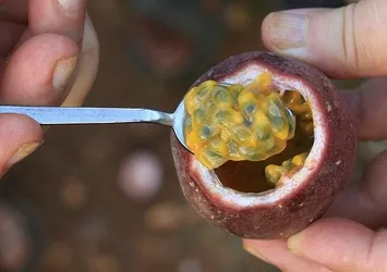 'Aşk meyvesi'nin hasadı başladı! Kilosu 100 TL'den satılıyor talep yağıyor