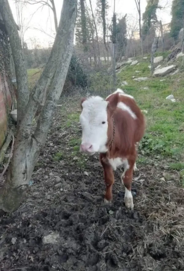 Sakarya'da ilginç olay! Kaybolan ineği için afiş bastırdı - 2