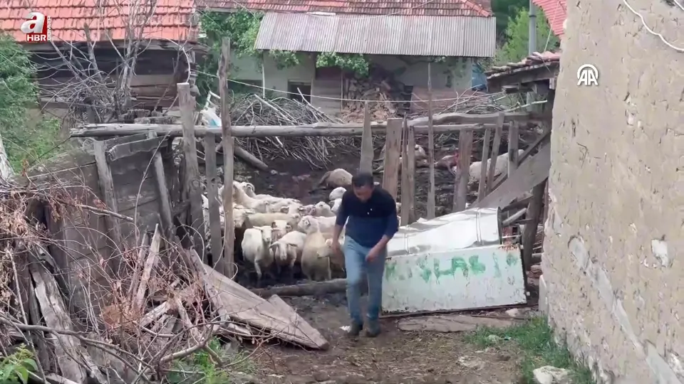 Kurtların saldırdığı 11 koyun telef oldu