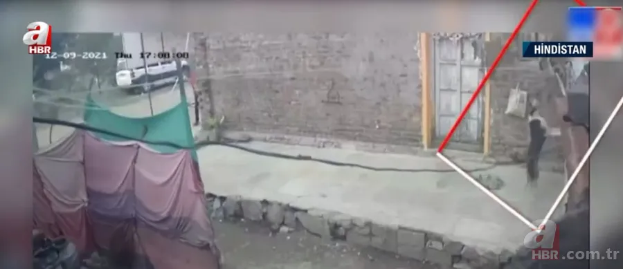 Köpekler aniden etrafını sardı! Dakikalarca ölüm kalım mücadelesi verdi ama... 18