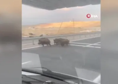 Yolda domuz sürüsü paniği