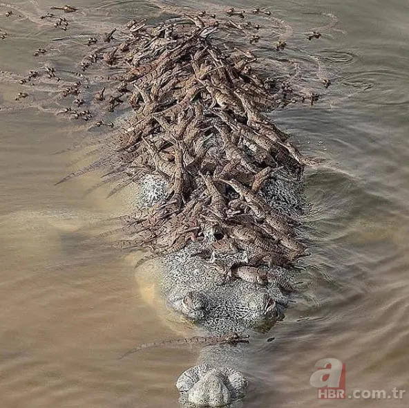 Böylesini daha önce hiç görmediniz 10