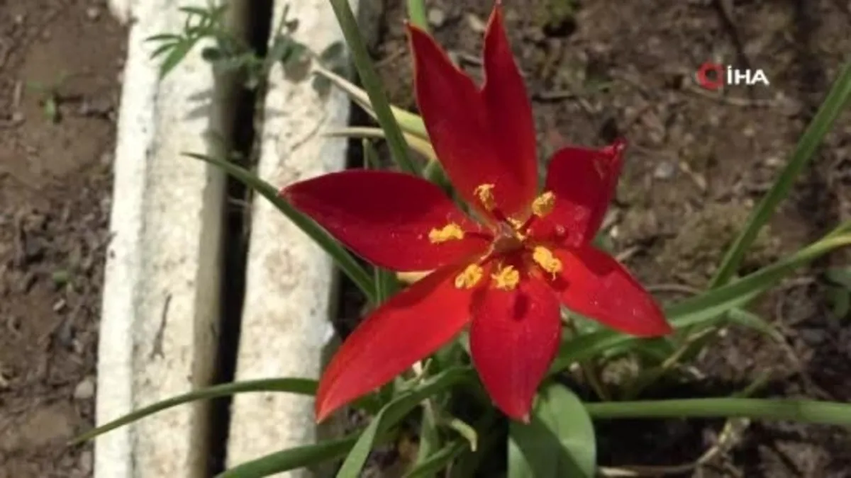 Yitik Türk lalesi Amasya'da sadece 10 gün çiçek açıyor