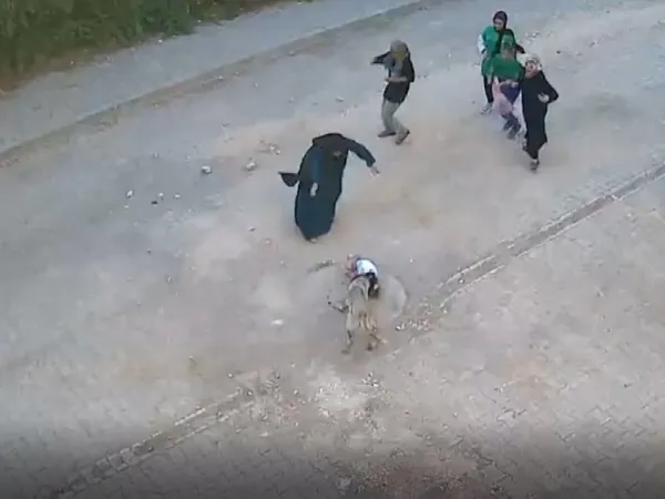 basibos-kopek-kucuk-kiza-saldirdi-dehset-ani-kamerada-1686651663506.jpg Başıboş köpek küçük kıza saldırdı: Dehşet anı kamerada - 1