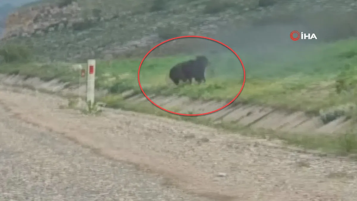 Ayı aniden yola çıktı! Cep telefonuna sarıldı