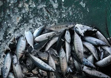 Balık fiyatları yükselişe geçti