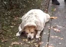 CHPli belediye 3 köpeği zehirleyerek öldürdü