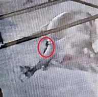 yilan 700 kiloluk bogayi telef etti o