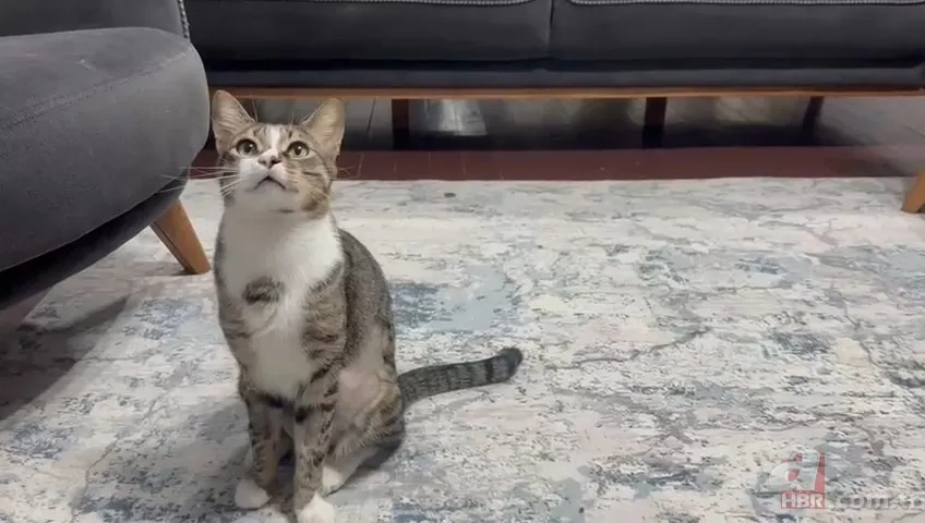 Kedinin midesindeki vantuz 4 yıl sonra fark edildi 1