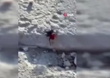 Elazığ'da zehirli örümcek kamerada