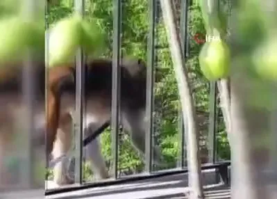 Muğla’da kaçak maymun alarmı