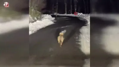 Çakal sürüsü ile karşılan Trabzonlu...