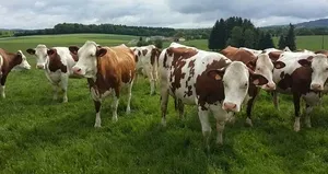 Hayvancılık yatırımına süper teşvik geldi