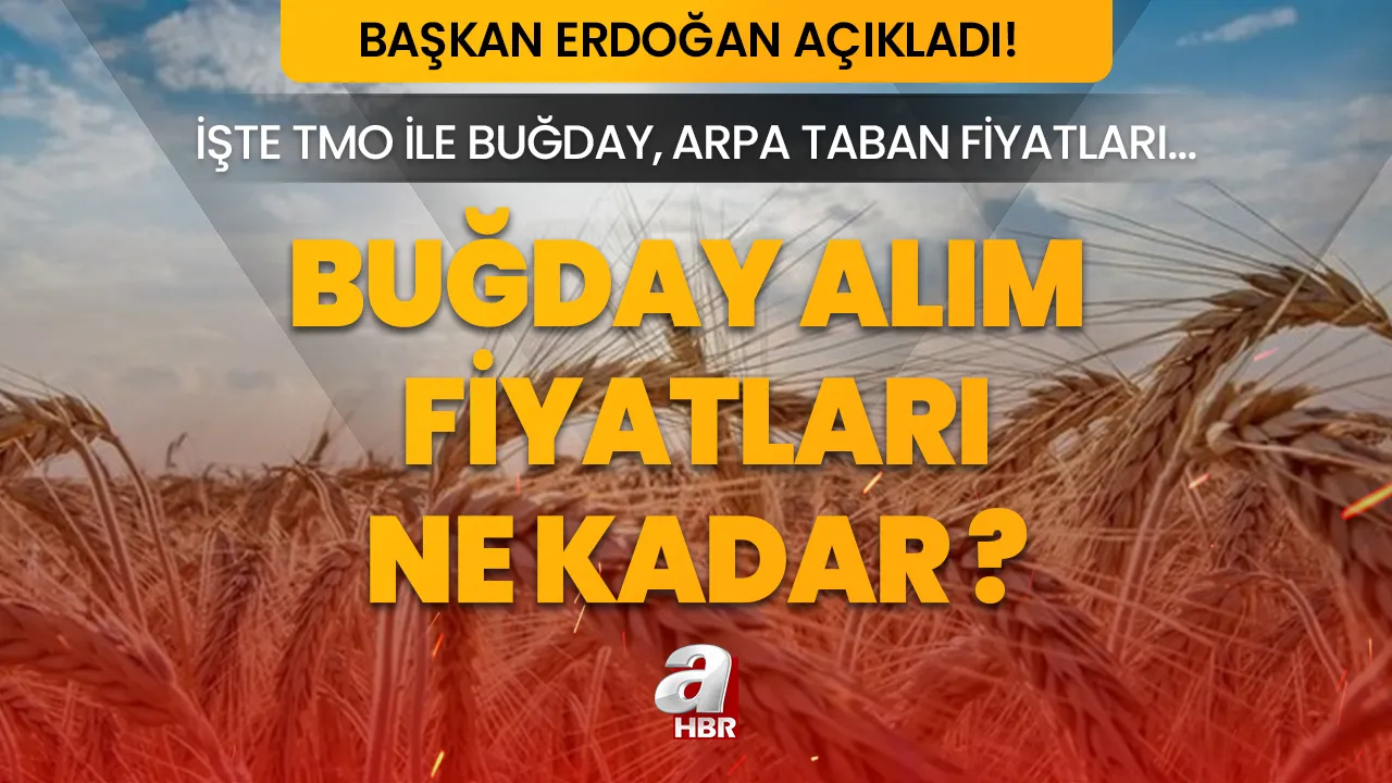 BUĞDAY VE ARPA FİYATLARI 2023! Arpa ve buğday alım fiyatları ne kadar, kaç TL oldu? TMO 1 ton buğday taban fiyatı...