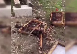 Tunceli'de ayı 20 kovanı parçaladı