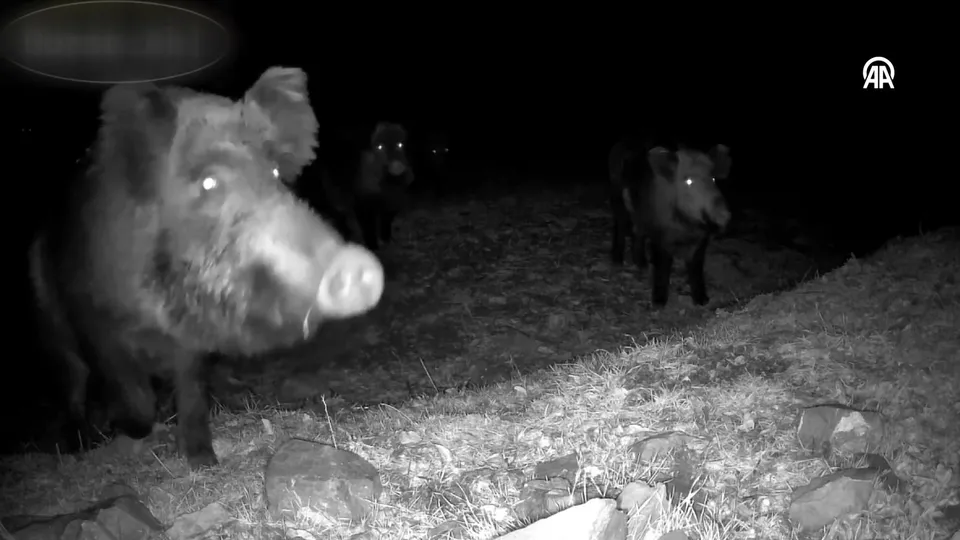 Görüntüler Karabük’ten! Domuz sürüsü fotokapan tarafından kaydedildi