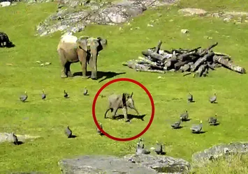 Yavru fil arkadaşsız kalınca...