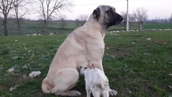 Annesi ölen keçiye köpek sahip çıktı ile ilgili görsel sonucu