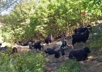 Muş'un Kamış köyünün başı kurtlarla dertte