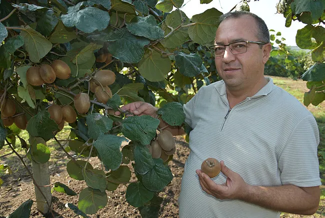 Balıkesir’de emekli banka müdürü kivi yetiştirip Türkiye’nin her yerine gönderiyor - 6