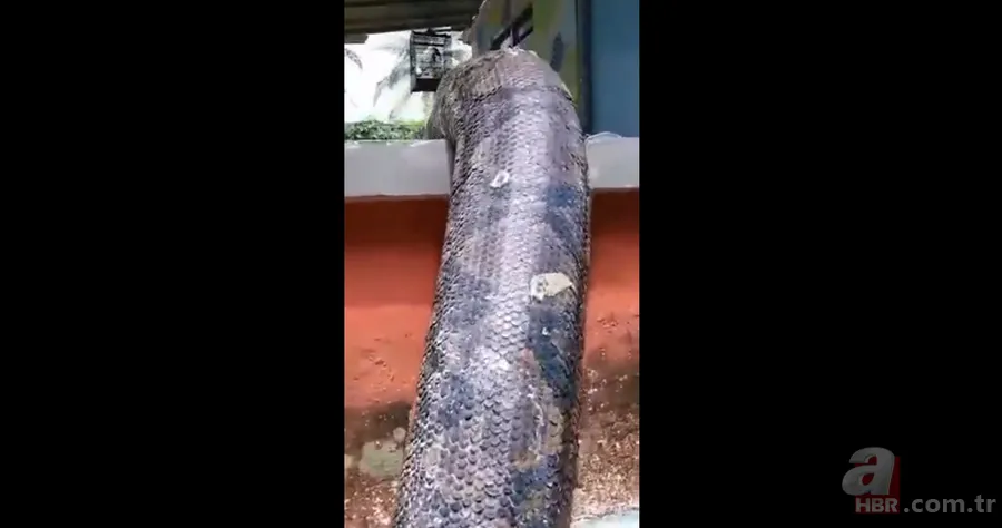 Bir yılan bunu neden yer? Pitonu ameliyat eden veterinerlerden sevinç çığlıkları 19