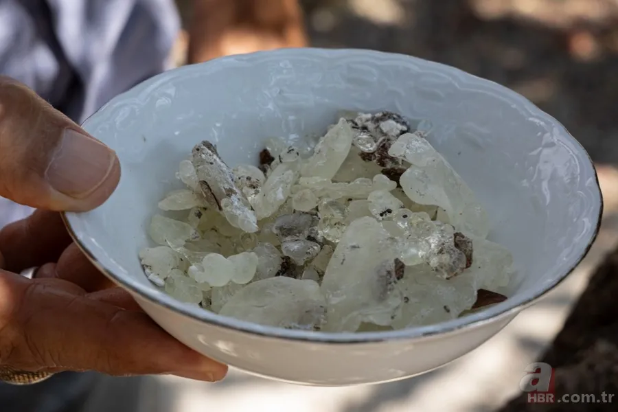 Çeşme'de hasadı başladı! Altın değerindeki sakızın kilosu 12 bin TL: Hem sağlık hem ekonomiye katkı sağlıyor 6