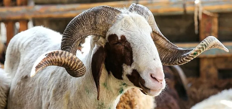 kurban kesme duasi nedir kurban duasi