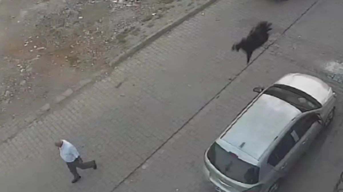 Kesimden kaçan keçi damdan düştü! Diyarbakır'daki o anlar kamerada