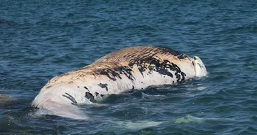 Mersin’de kıyıya vurdu! Metrelerce uzunlukta...