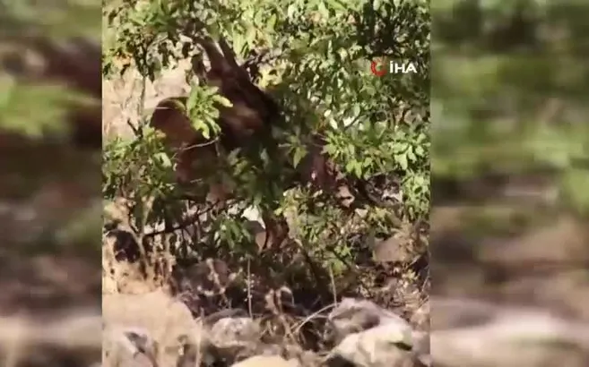 Belgeselleri aratmayan görüntüler Tunceli’den! Nesli tükenme tehlikesinde olan hayvan böyle görüntülendi