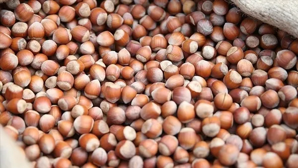 FINDIK FİYATLARI 28 KASIM 2023 GÜNCEL LİSTE: 🌰 Serbest piyasada fındık fiyatları ne kadar, kaç TL? Samsun, Giresun, Ordu, Trabzon...