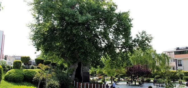 Kocaeli’de 850 yaşındaki çınar ağacı zamana meydan okuyor